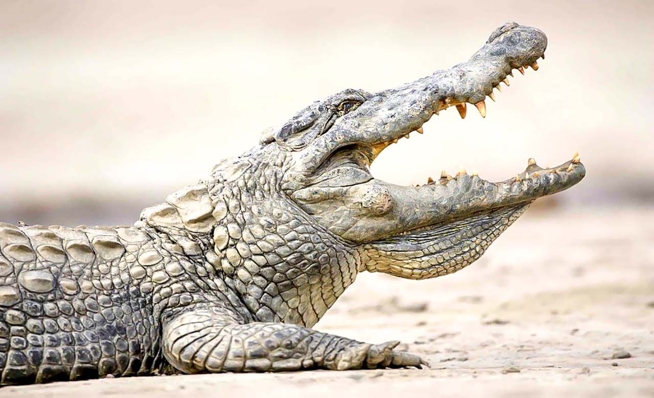 Mare aux crocodiles sacrés