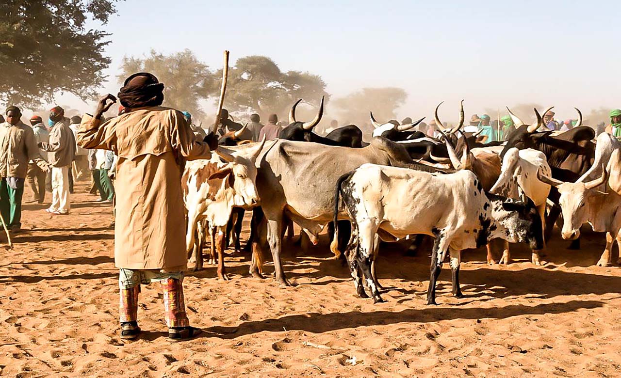 Marché de bétail de Djibo_