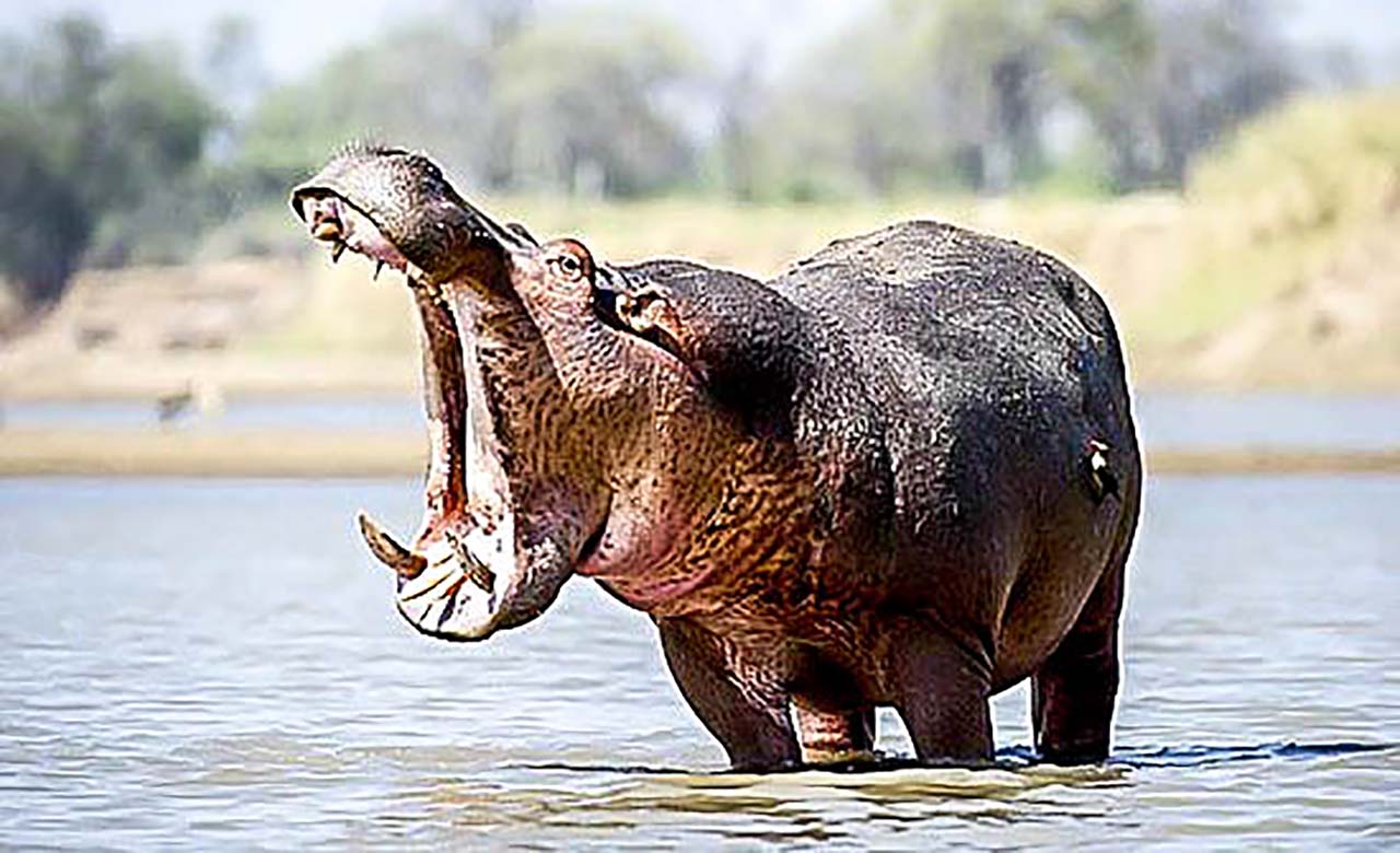 Mare aux Hippopotames