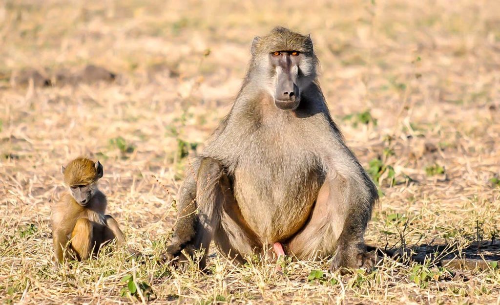 National Parks In Burkina Faso | Discover Burkina-Faso