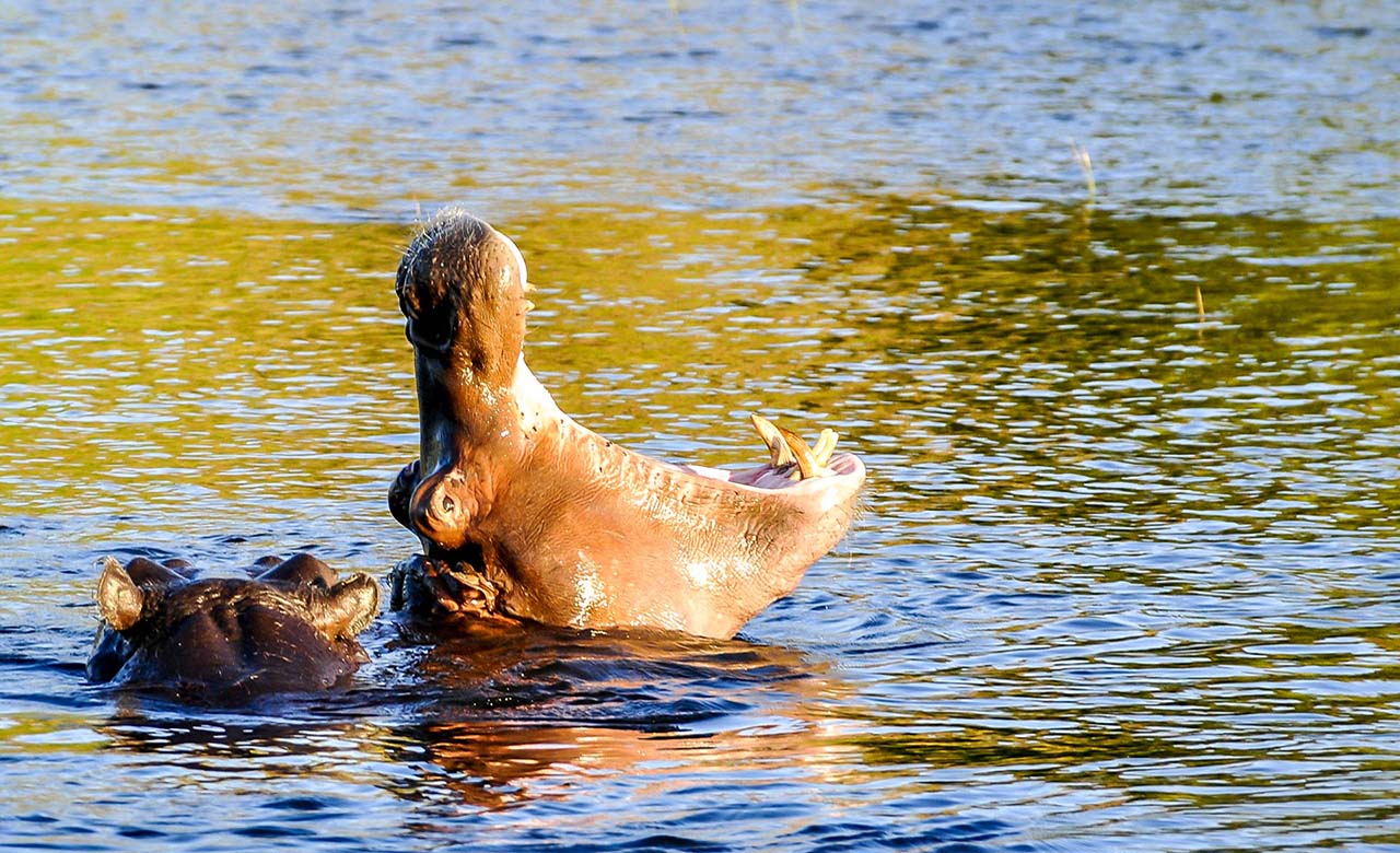 Parc national d'Arly